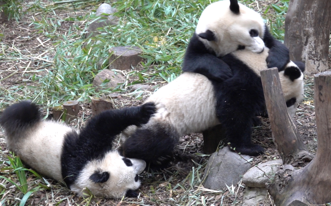 【大熊猫金宝】和宝哥宝妹大混战,不得不说金宝蹭架本事阔以