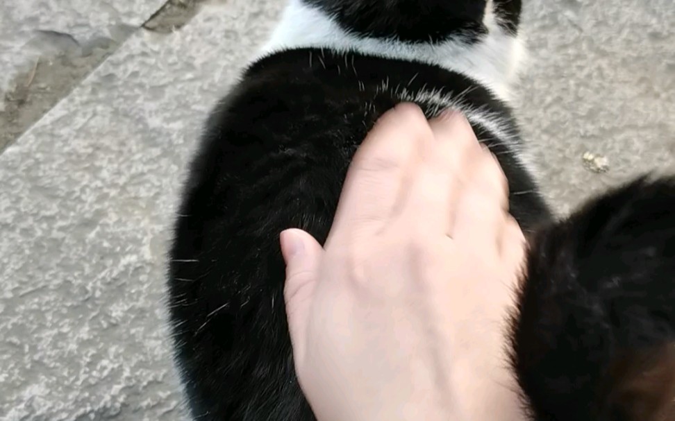 无影手暴打鸡掰猫