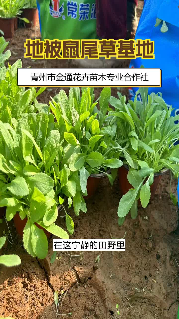 河南地被鼠尾草方盘＂实惠价格,品质保障,苗木选择金通!＂色彩饱和度高,展现草花生动魅力.快快与我联系吧 #江西地被鼠尾草方盘 #青海地被鼠尾草...