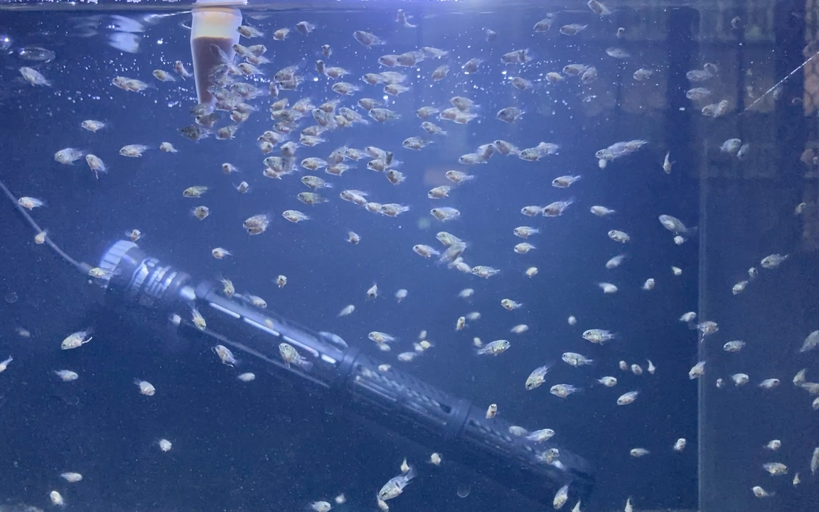 迷你鹦鹉苗出生一个月啦