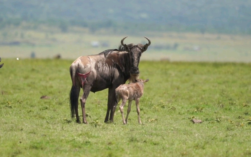 角马宝宝落地就可以跟着妈妈跑!太厉害了.
