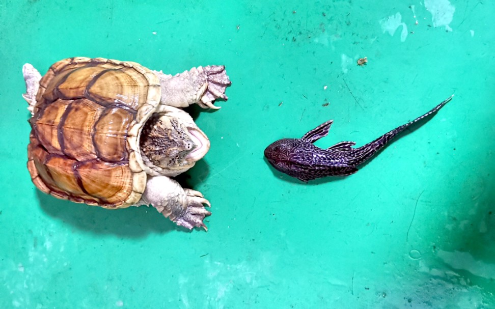 鳄龟vs清道夫 水族馆买的清道夫跟鳄龟一起养会打架吗?