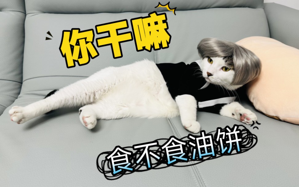 坤农猫弄图片