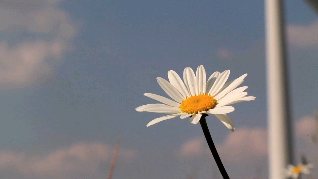 [图]你知道雏菊的花语吗？