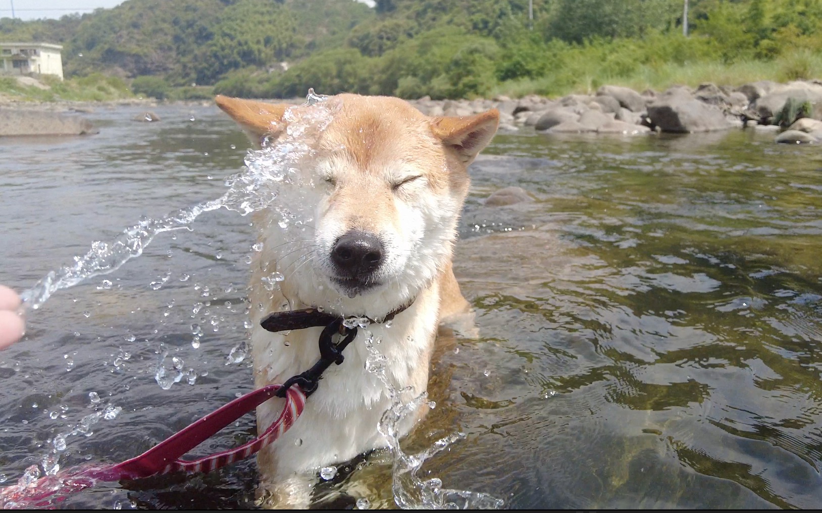 小狗狗溪边玩水,逐渐拼回破碎自己