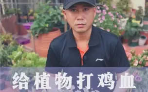 Télécharger la video: 堪比给植物打鸡血，延长花期没商量，养花追肥很重要