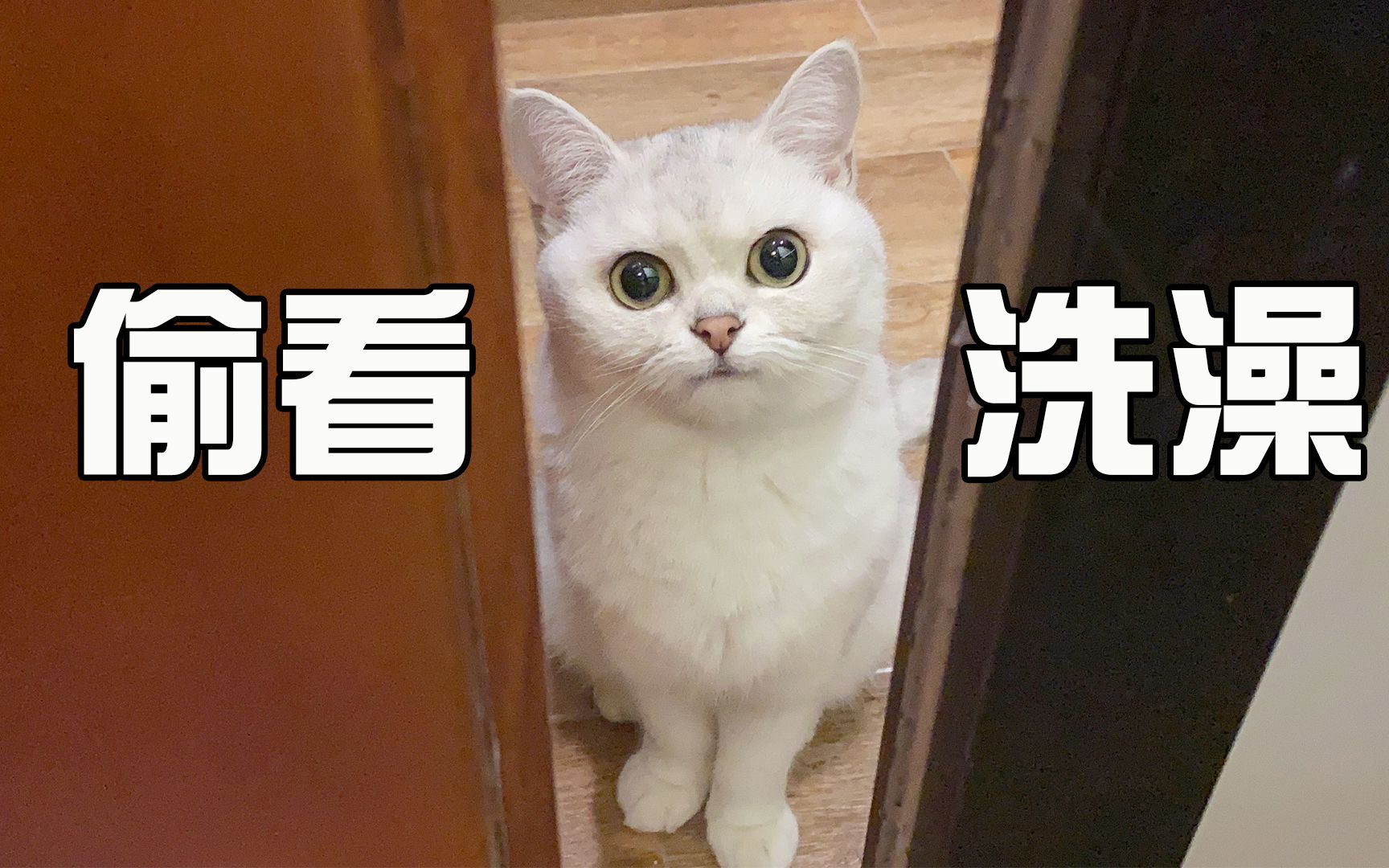 [图]猫为什么喜欢偷看人洗澡？猫是偷窥狂魔吗？ 【猫咪行为学EP7】