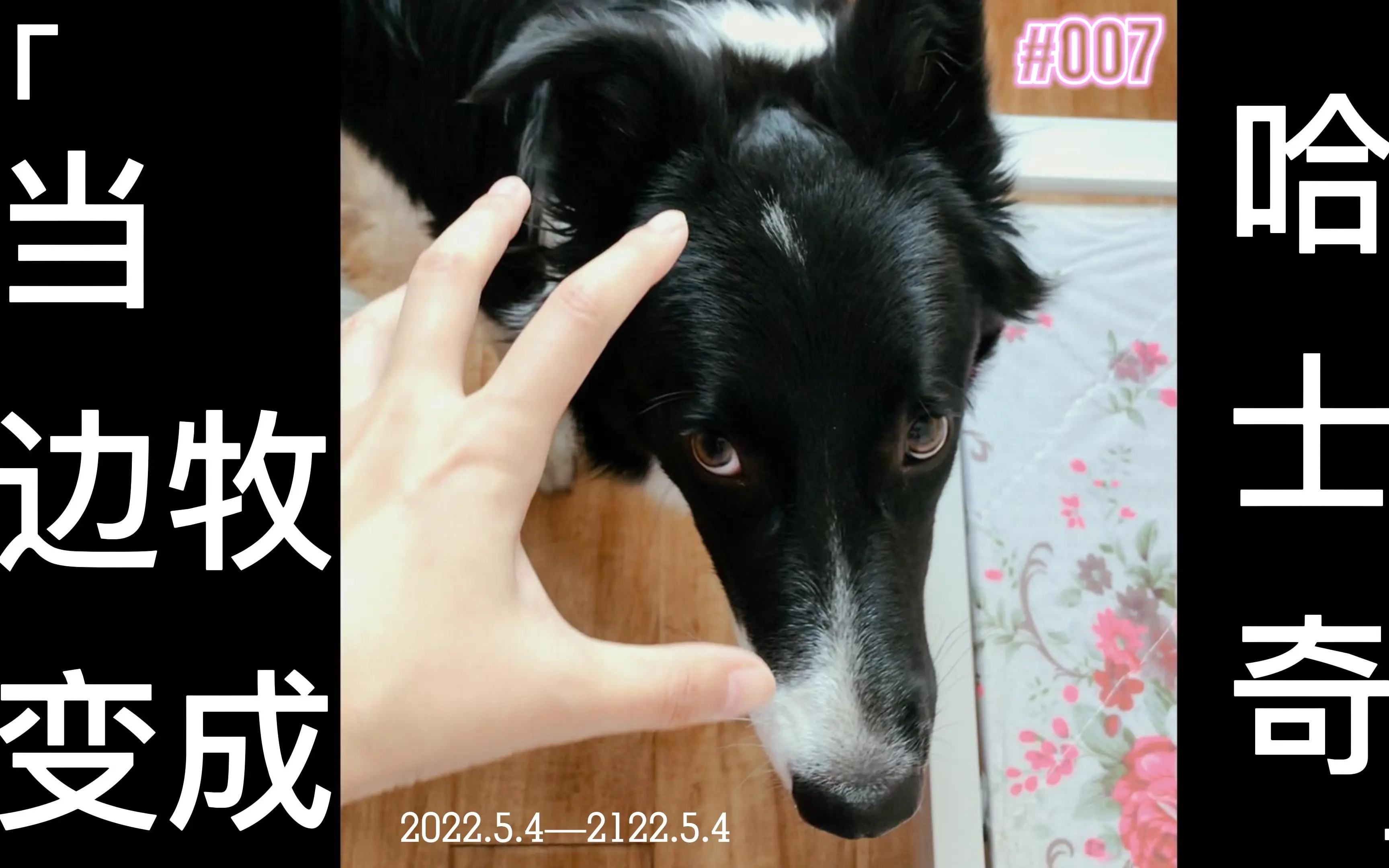 疫情下如何消耗边牧的体力 哔哩哔哩 Bilibili