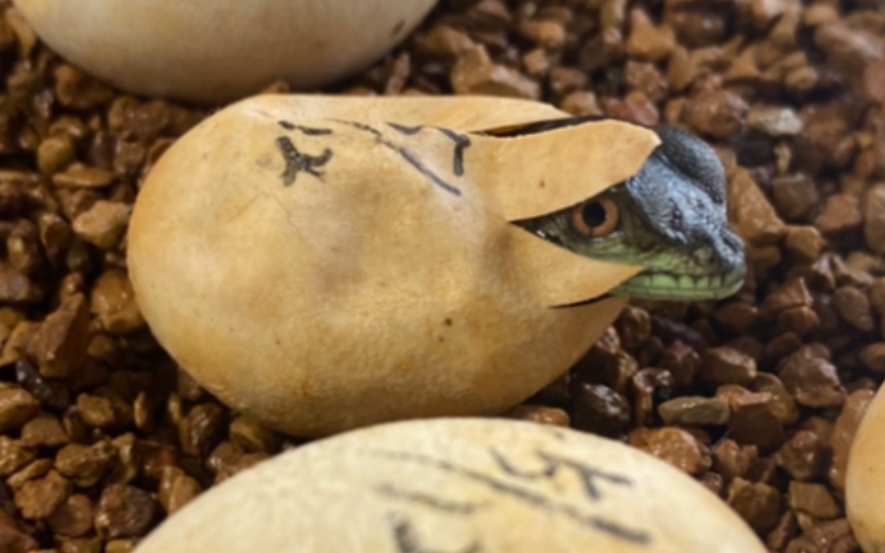 双冠蜥苗子的孵化