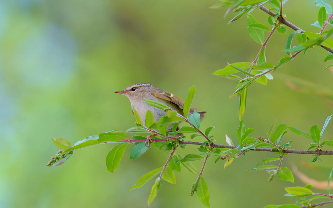 云南柳莺:啁啾清脆,欢唱不止