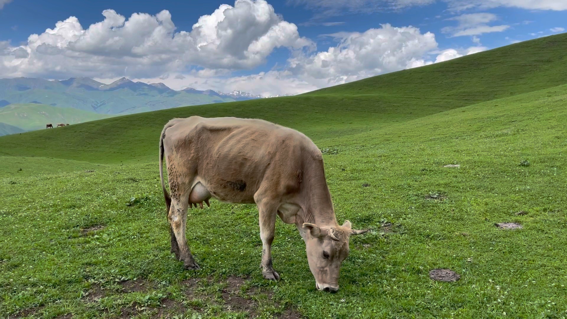 全程无滤镜观看牛牛吃草原声