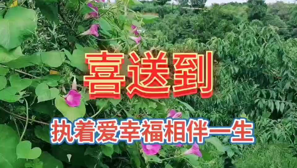 乡村家门口的野花自然风光欣赏,没有想到这么漂亮,心情非常快乐哔哩哔哩bilibili