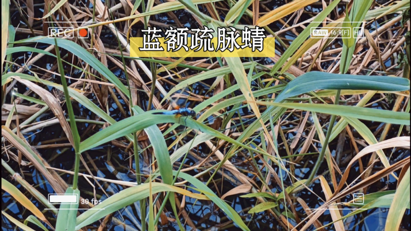 昆虫世界蜻蜓点水蓝额疏脉蜻