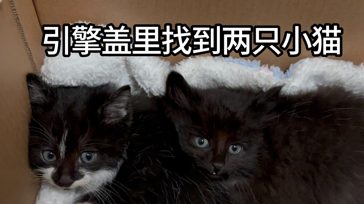 藏在引擎盖里过冬的两只小猫