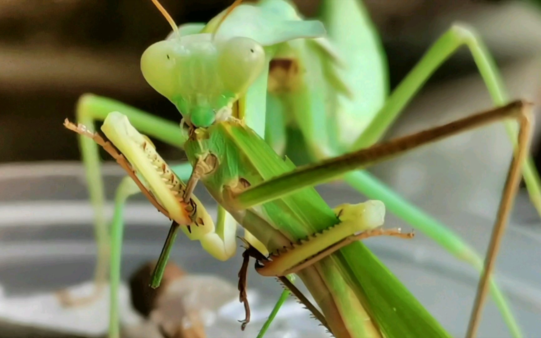 克氏盾螳的直翅目大餐_哔哩哔哩_bilibili