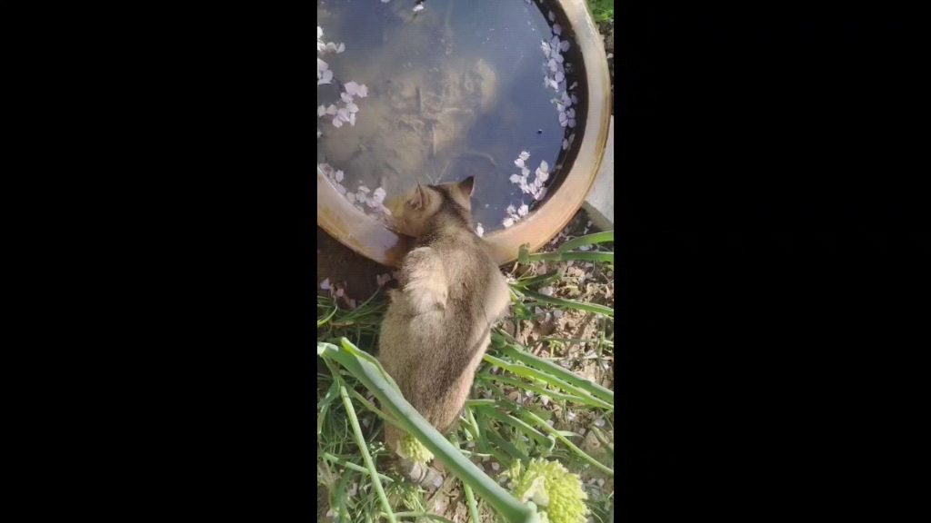 [图]晴耕雨读 小猫与春