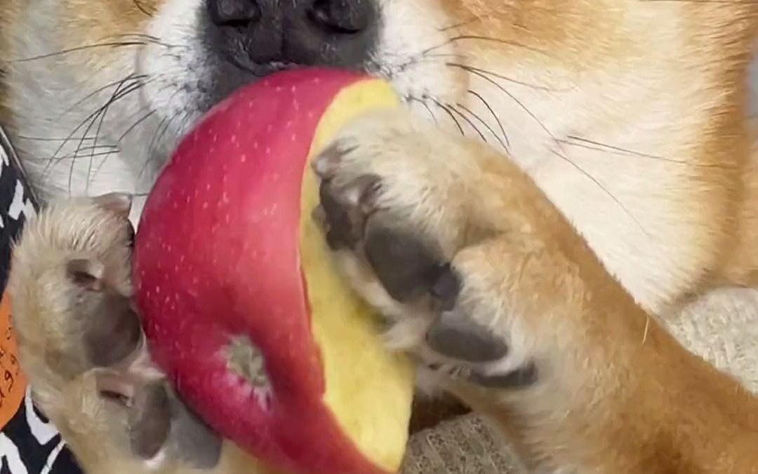 柴犬十七斯文小狗爱吃大苹果 萌宠 柴犬 笨蛋小狗