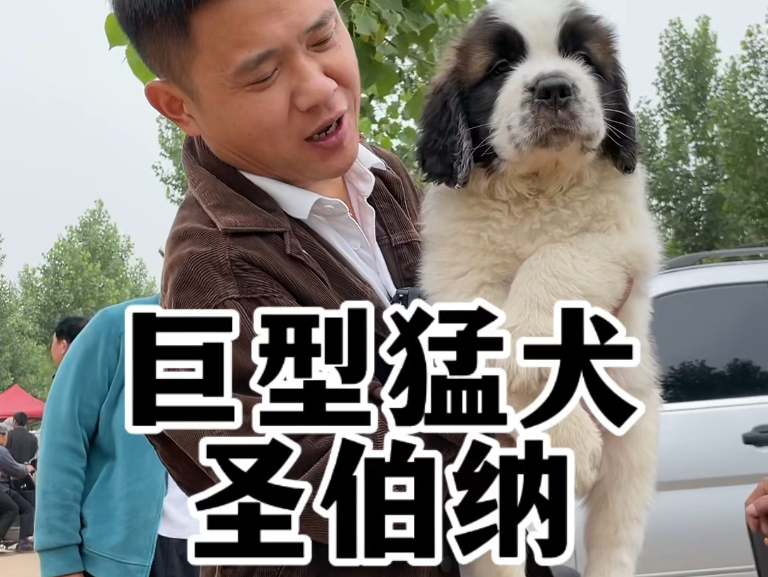 巨型猛犬圣伯纳.哔哩哔哩bilibili