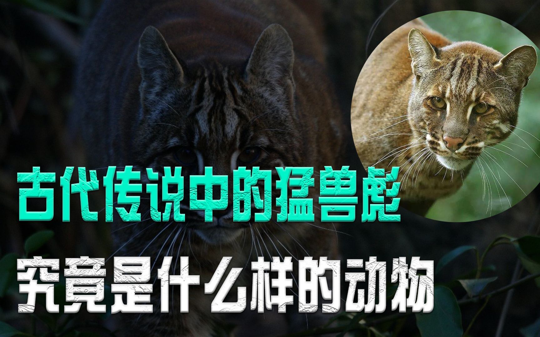 古代传说中的猛兽“彪”,可以轻松咬死老虎?究竟是什么样的动物哔哩哔哩bilibili