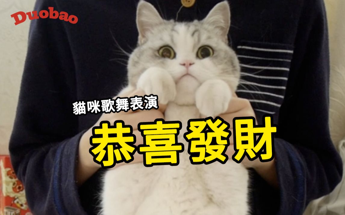 小猫咪给大家拜个晚年!【多宝大叔】