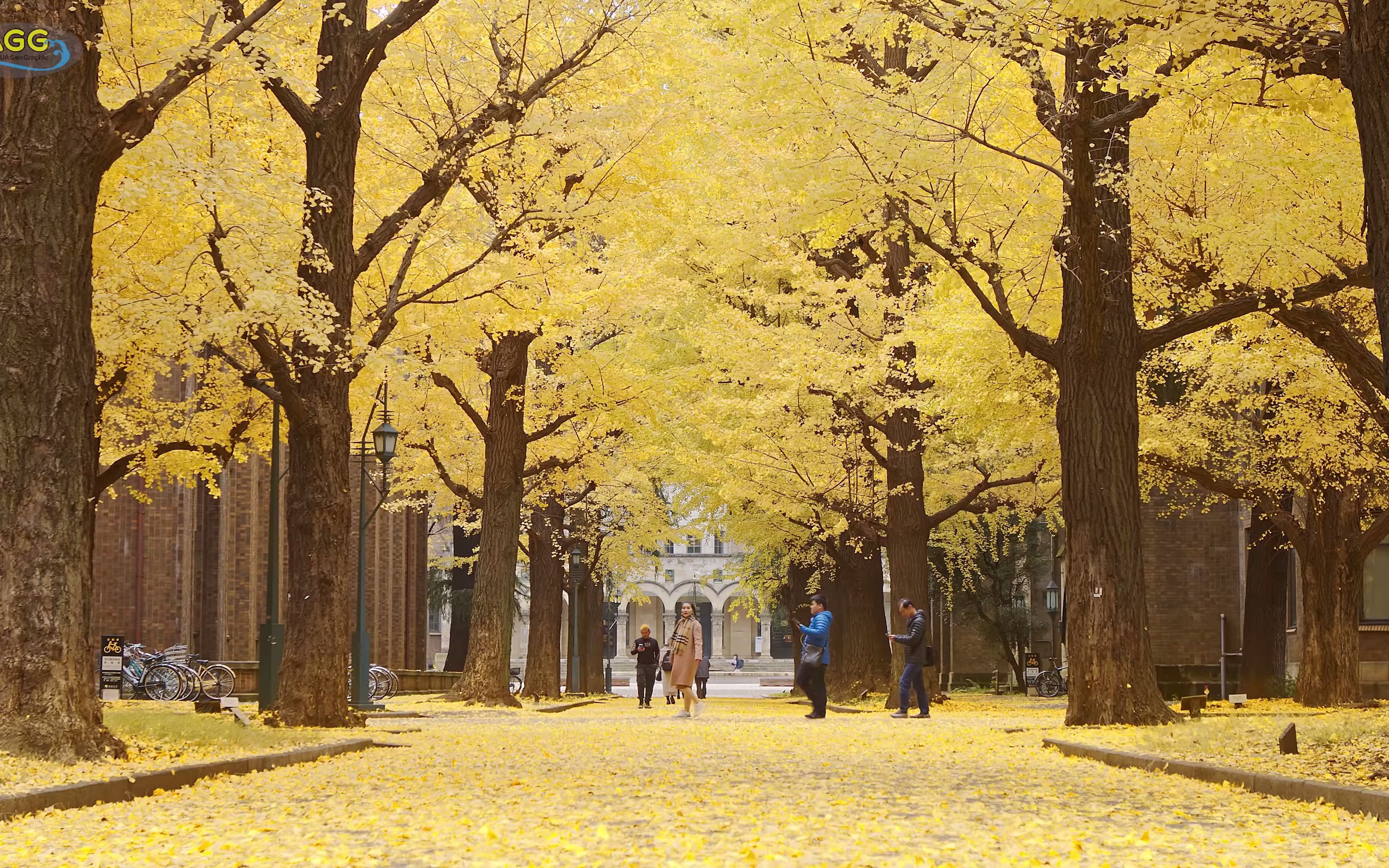 3030 - 12月的东京大学(银杏树),染成金色 东京大学的金银杏树 .