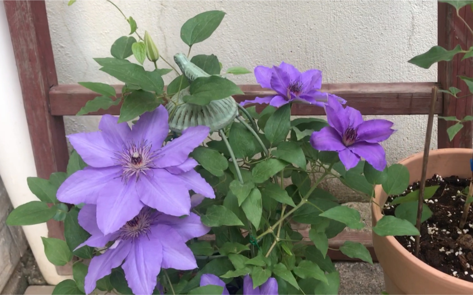 铁线莲·单瓣仙仙哒_哔哩哔哩 (゜-゜)つロ 干杯~-bilibili