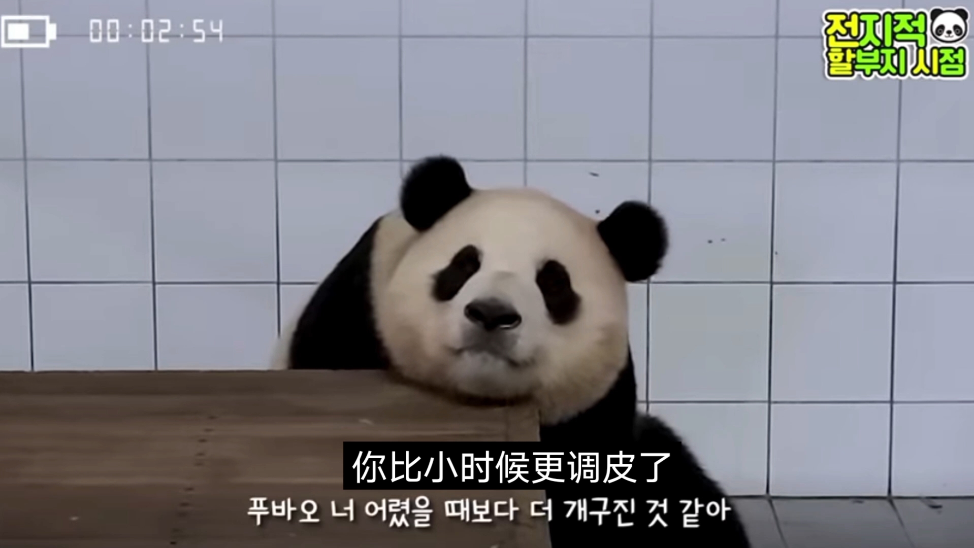 姜爷爷问好时福宝翻白眼!这小眼神我能看100遍?福宝韩语十级