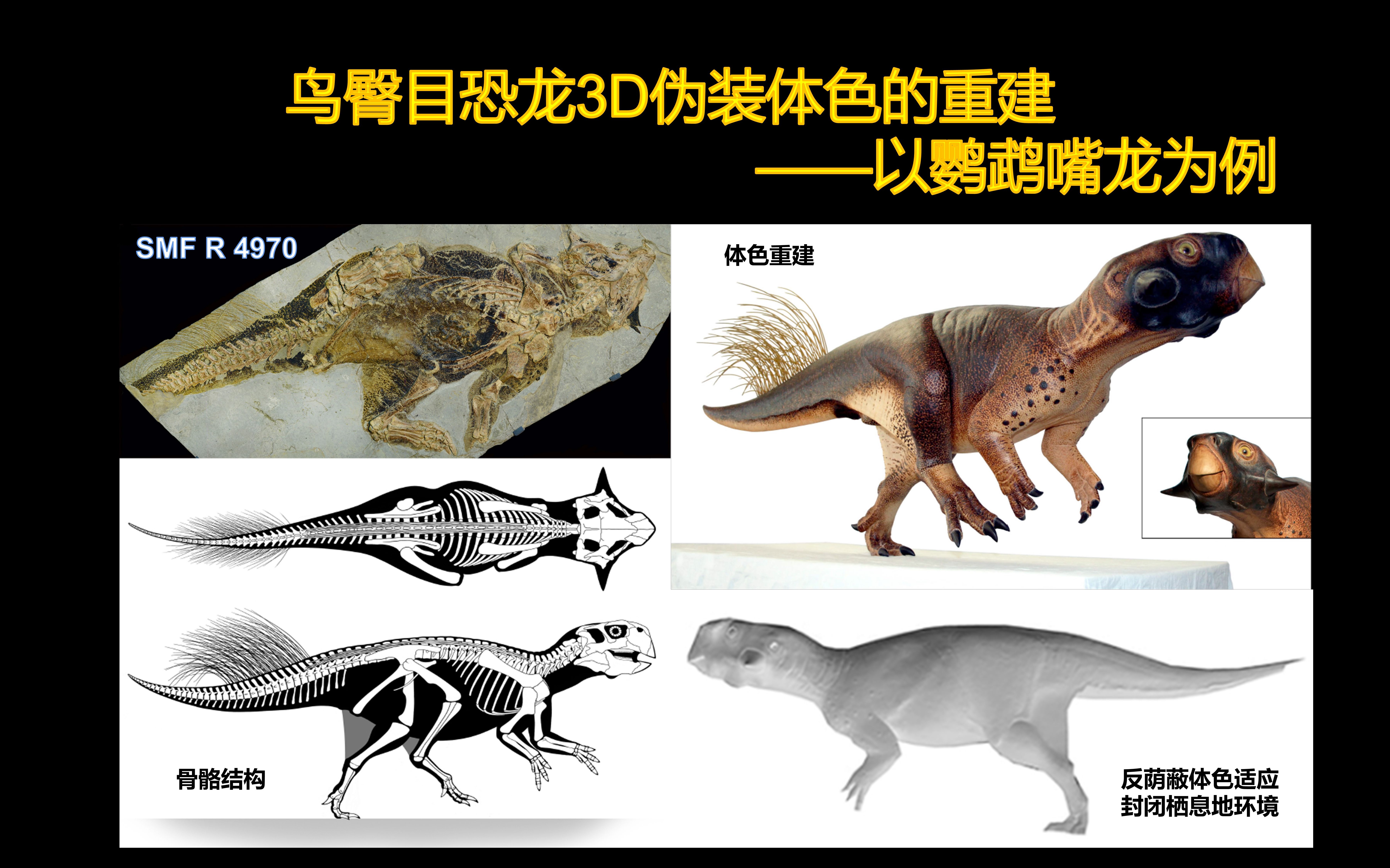 【古生物科普】鸟臀目恐龙的体色重建及其栖息地环境的推断——以鹦鹉嘴龙为例哔哩哔哩bilibili