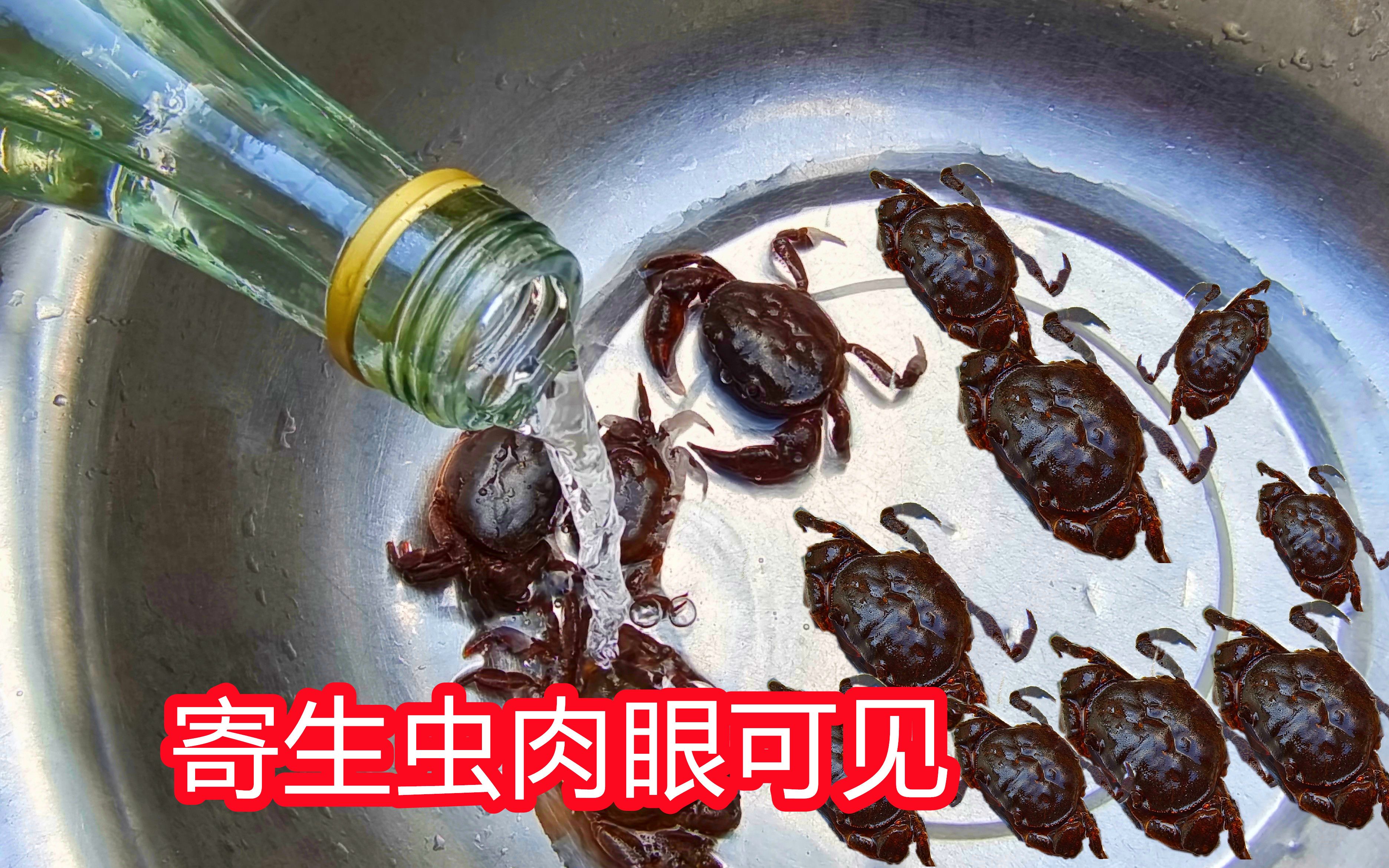 将山螃蟹泡在高浓度烈酒里,吐出大量"寄生虫",场面难得一见