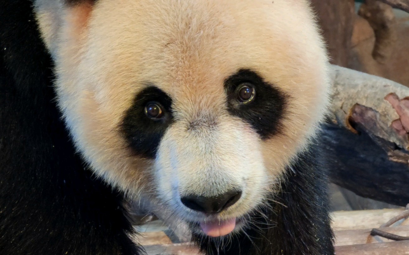 [大熊猫帅帅]帅帅的眼睛真的不是开玩笑的,又大又亮