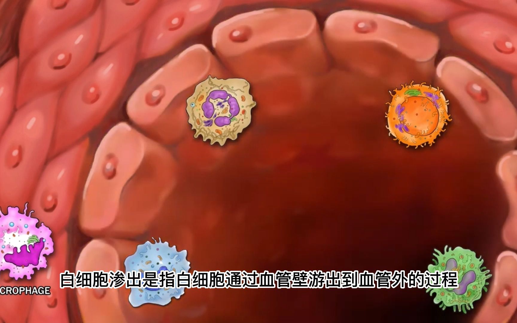 趋化作用、炎症渗出、炎症浸润、阿米巴样运动概念辨析哔哩哔哩bilibili