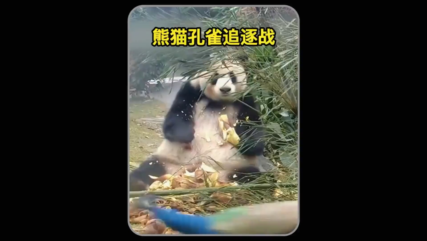 熊猫大战昆虫图片