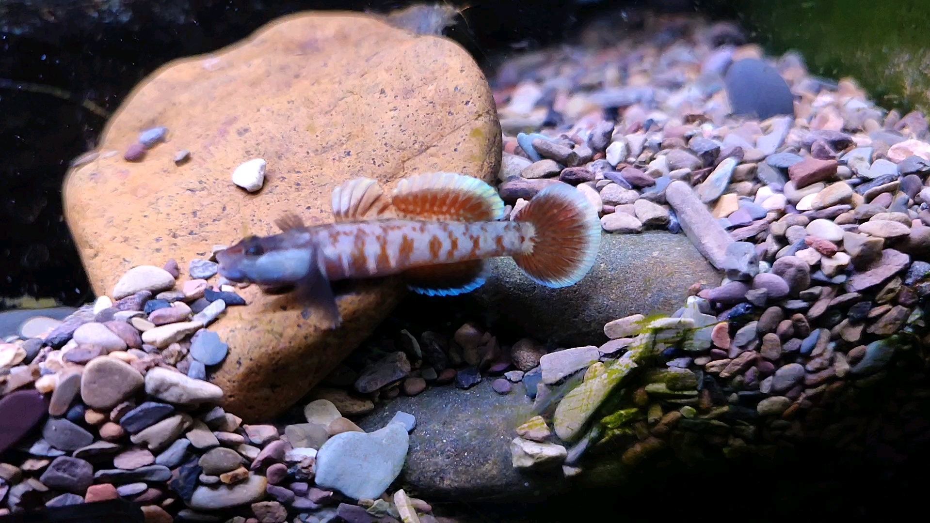 一句先苦后甜,周氏怎么繁殖呢?