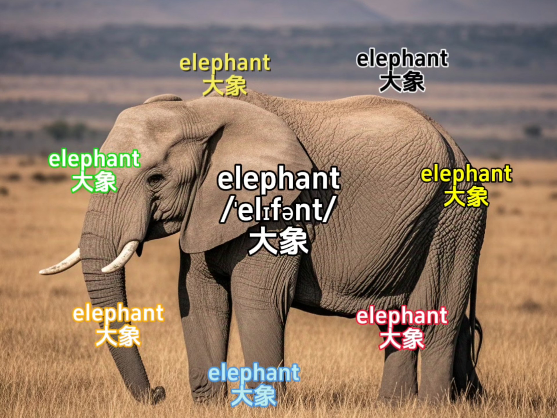 10秒钟记一个单词