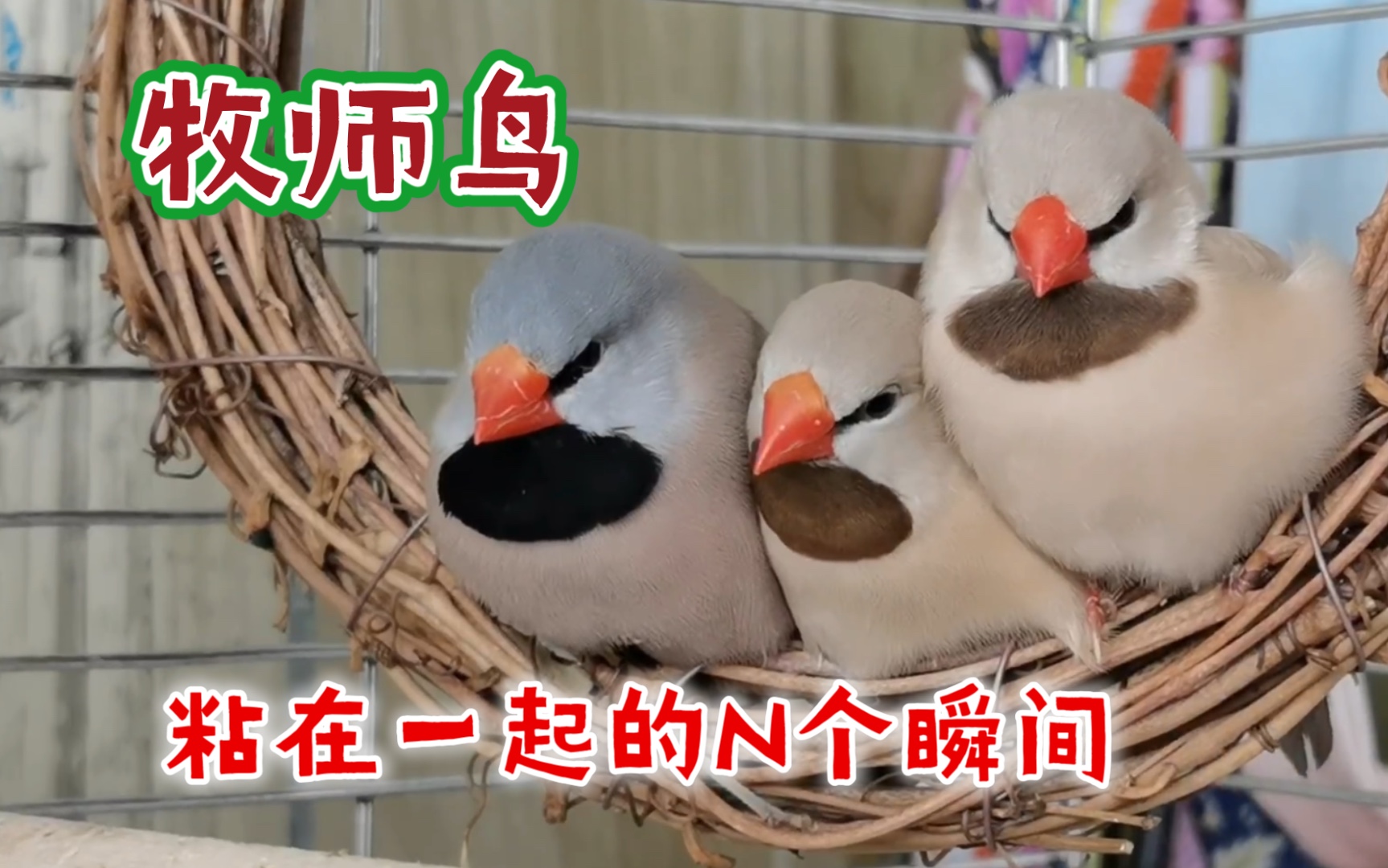 从小到大做什么事都喜欢粘在一起的牧师鸟每个画面都充满温暖萌化我