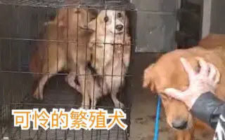 繁殖犬 搜索结果 哔哩哔哩 Bilibili