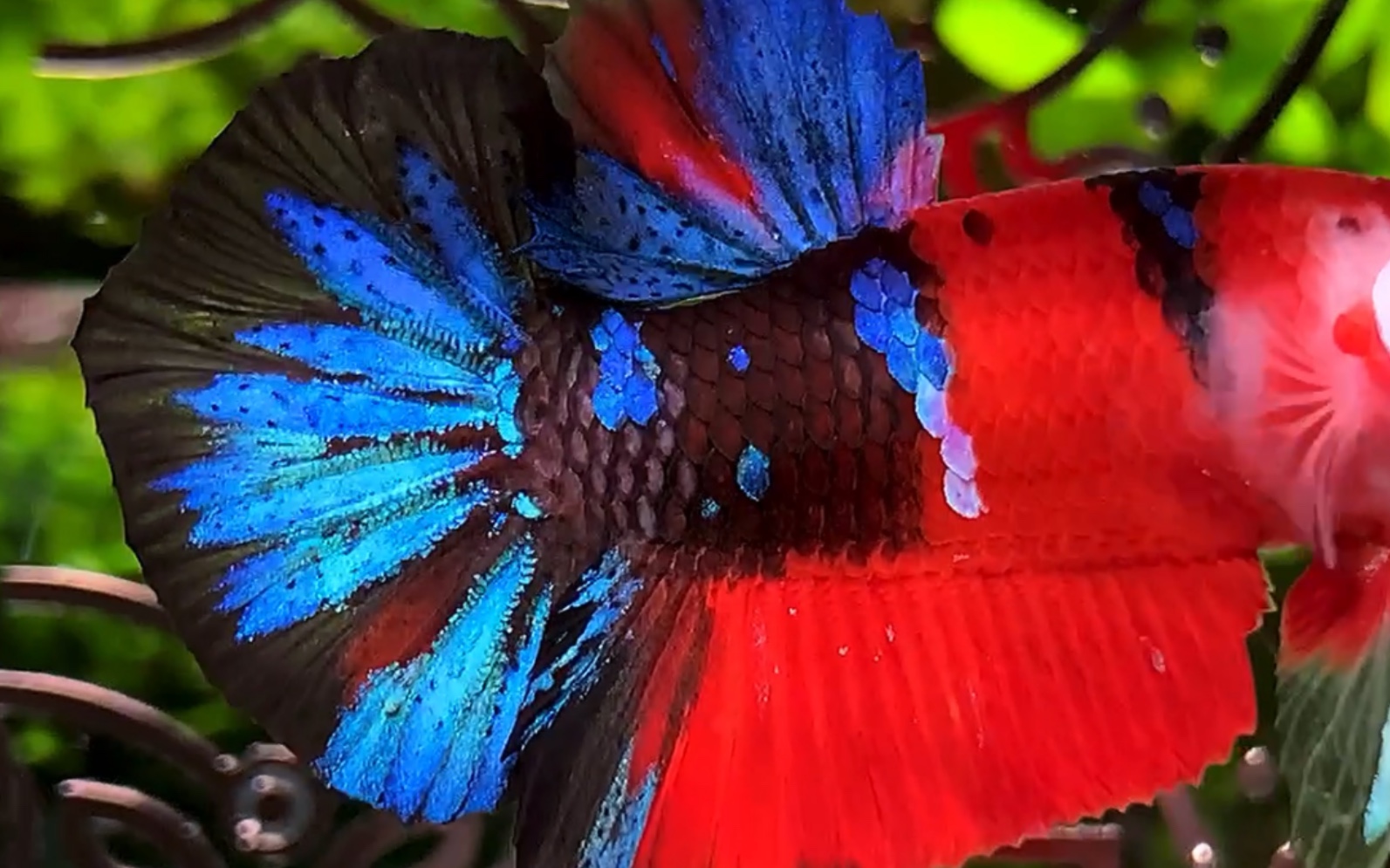 活动  迷人星系锦鲤 色块分布界限干净好看 【泰国斗鱼】【将军斗鱼】