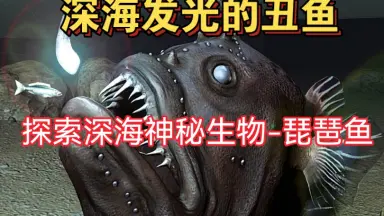 海底总动员 琵琶鱼 鱼类总动员 哔哩哔哩_Bilibili