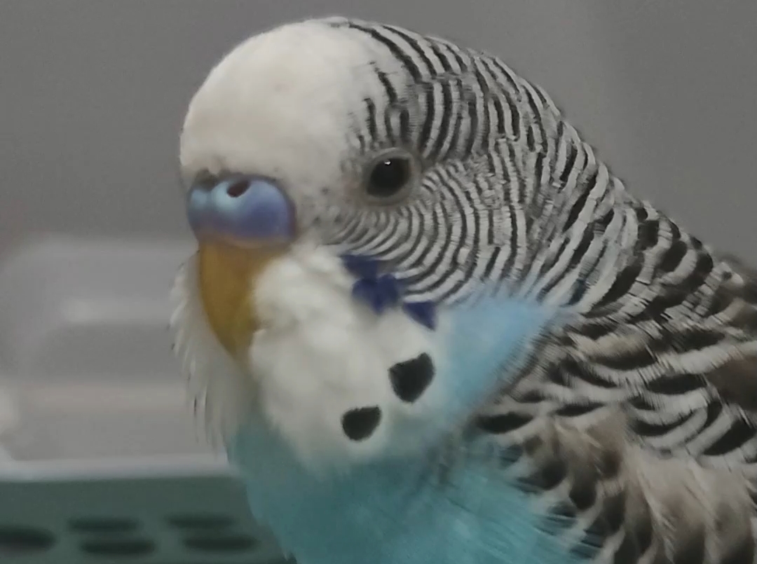 两撇小胡子吧唧吧唧吃空气