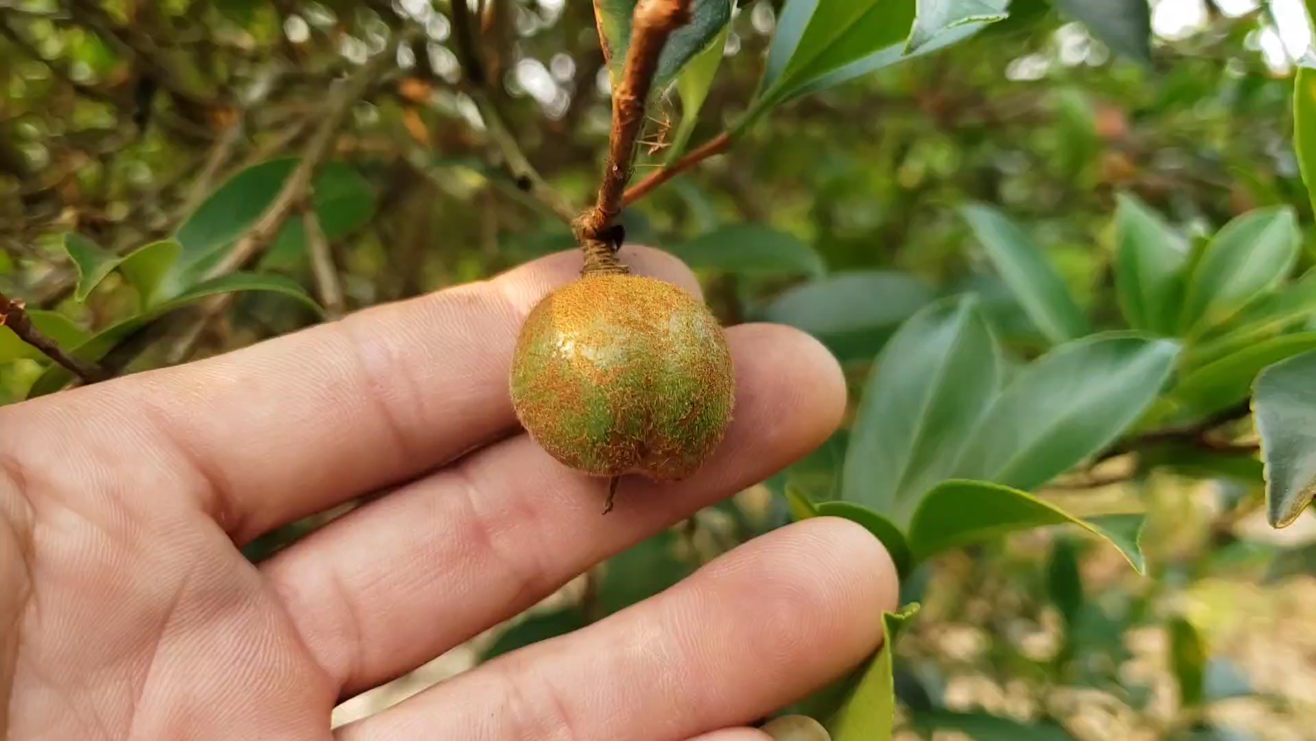 清明的山茶树果