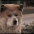 忠犬八公的故事:催人泪下的经典片段,看一次哭一次