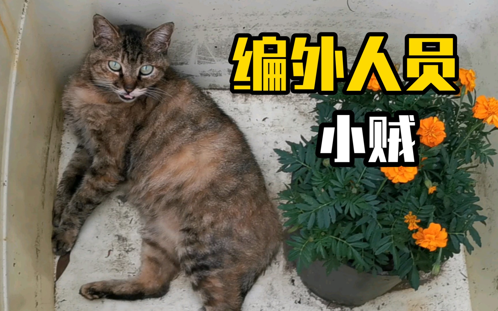 小贼睡在我家的盆里,夏天的老视频