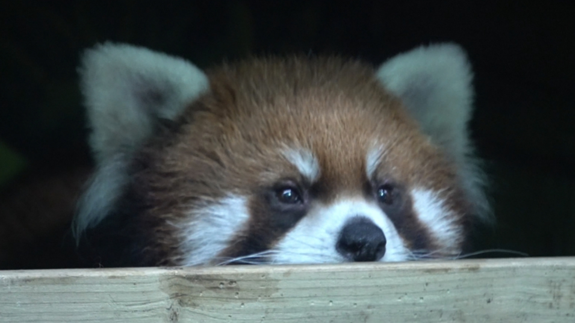 小熊猫窝窝头# 暗中观察