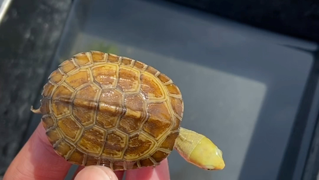 可爱皖喉,金头无眼线,纯种皖南小青龟,三黄小青,仿野头苗,朋友圈jd