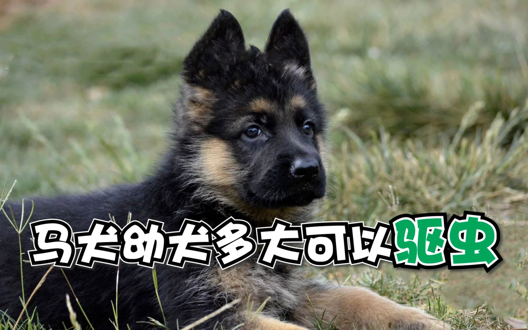 马犬幼犬多大可以驱虫哔哩哔哩bilibili