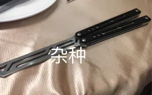 杂种鹦鹉螺