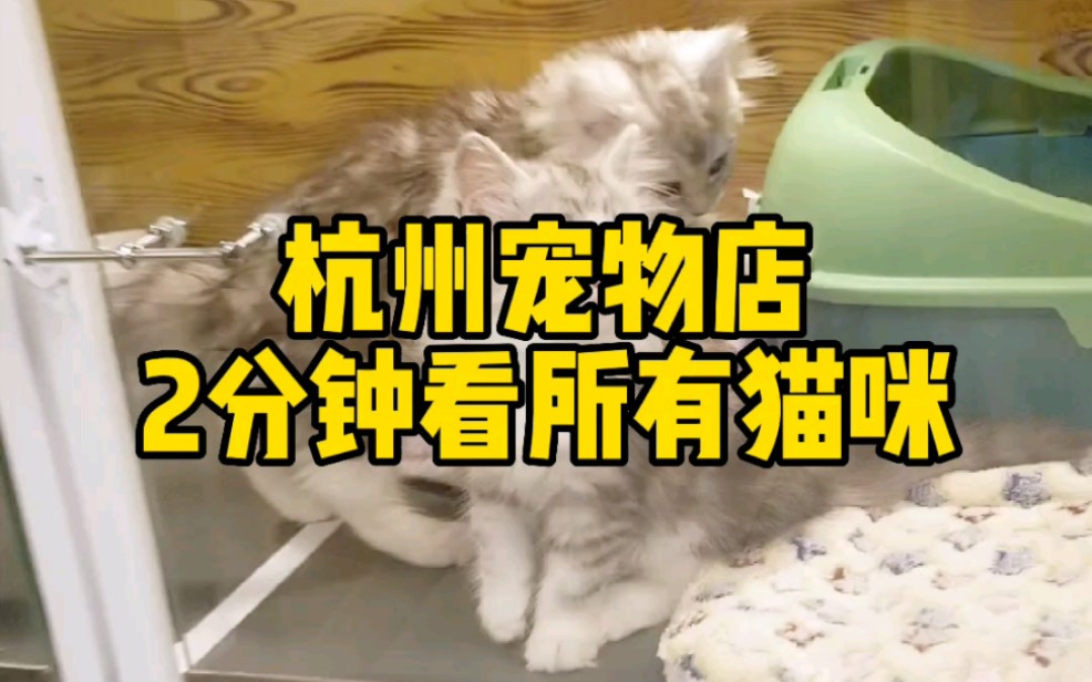 杭州靠谱宠物店的猫咪有哪些,看看有没有喜欢的猫咪,猫咪领养哔哩哔哩bilibili