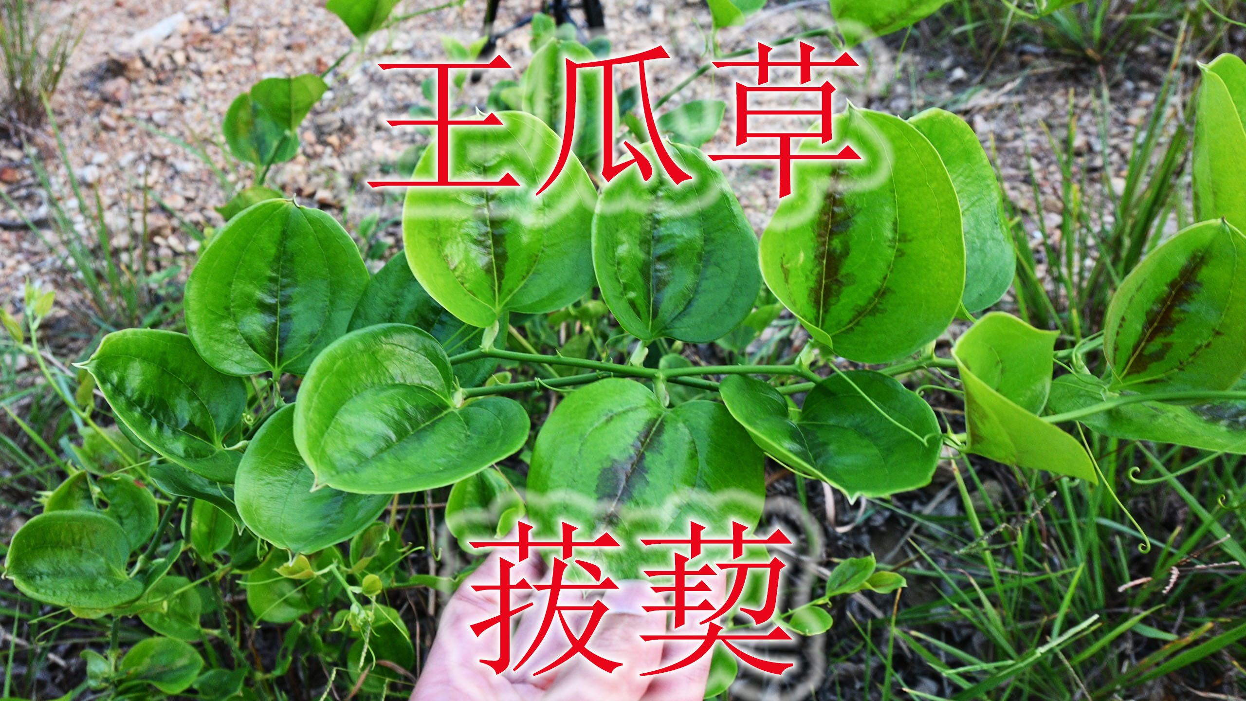 “菝葜”的春芽能当野菜,地下块根煲汤或泡酒,遇见可别错过!哔哩哔哩bilibili