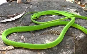 Télécharger la video: 这是什么蛇？🐍好漂亮