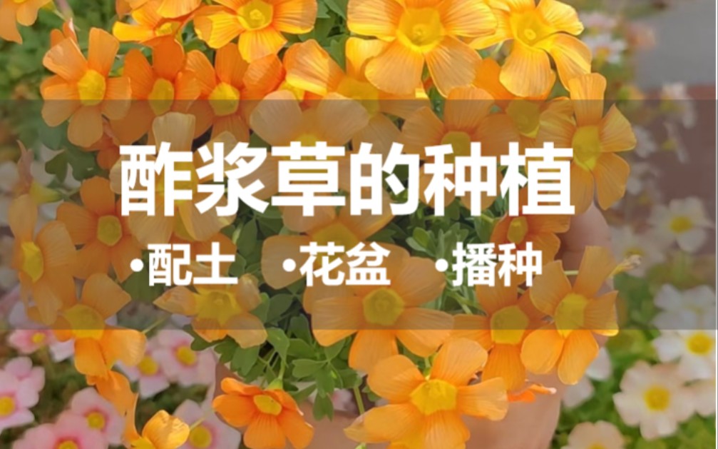 [图]超实用超详细的～酢浆草种植攻略